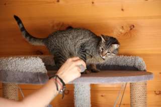 Милая и дружелюбная котенок Манеки в добрые руки