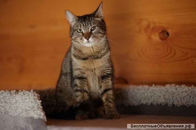 Милая и дружелюбная котенок Манеки в добрые руки