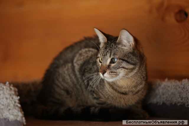 Милая и дружелюбная котенок Манеки в добрые руки