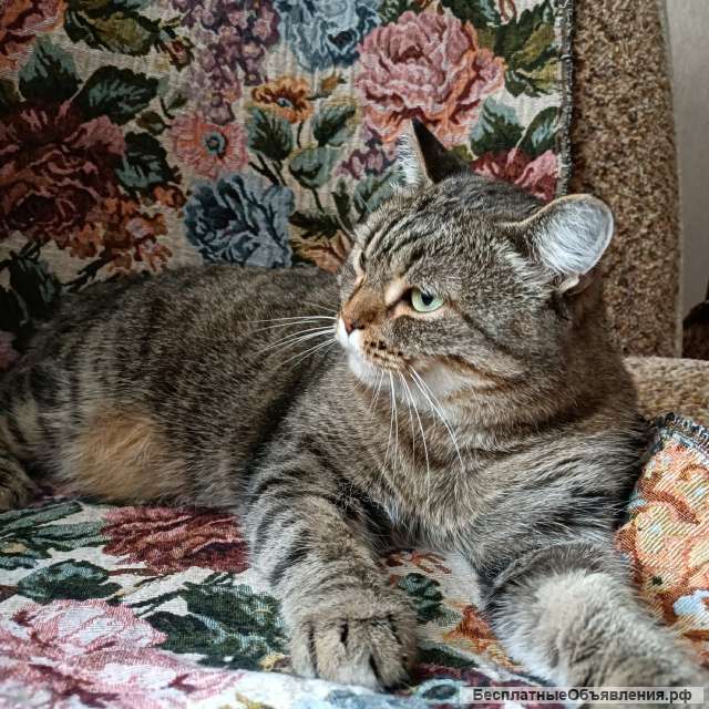 Кошечка Рыся
