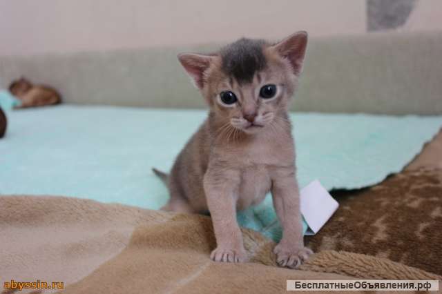 Абиссинские котята