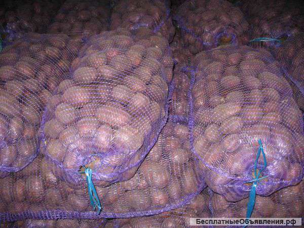 Картофель Ред Скарлет