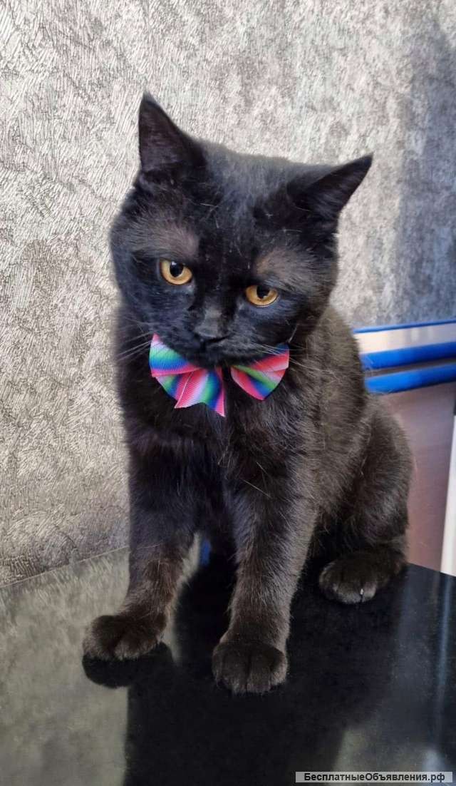 Совершенно сказочный чёрненький котик Маврик
