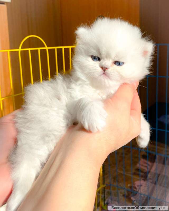 Персидская шиншилла