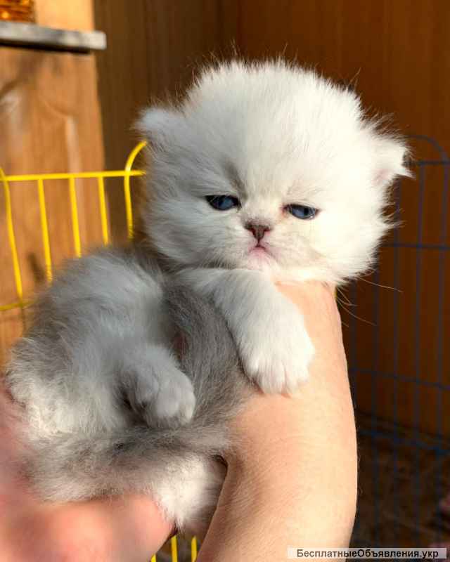 Персидская шиншилла