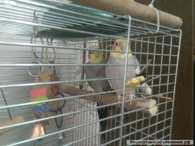 Отдам 2 попугая корелла