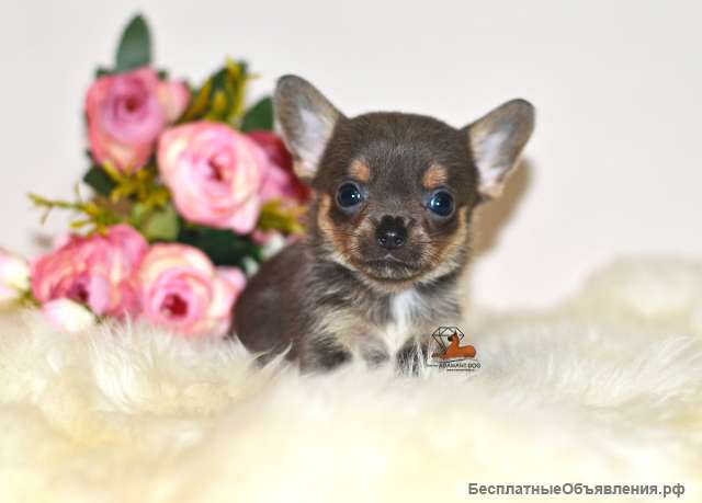Подарите себе счастье - щенки чихуахуа из профессионального питомника