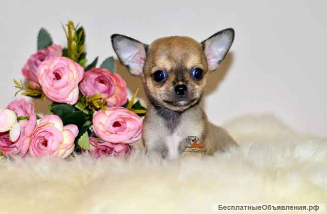 Подарите себе счастье - щенки чихуахуа из профессионального питомника