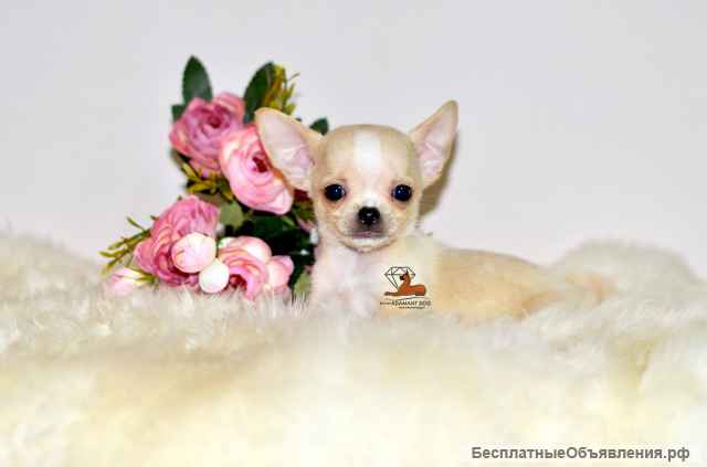 Подарите себе счастье - щенки чихуахуа из профессионального питомника