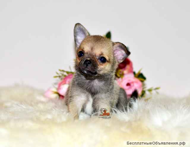Подарите себе счастье - щенки чихуахуа из профессионального питомника