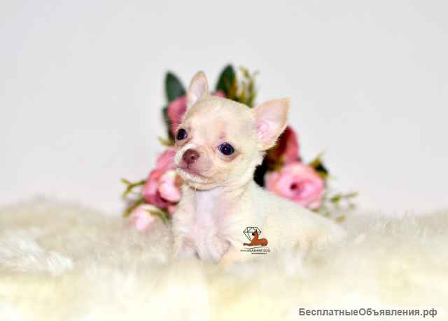 Подарите себе счастье - щенки чихуахуа из профессионального питомника