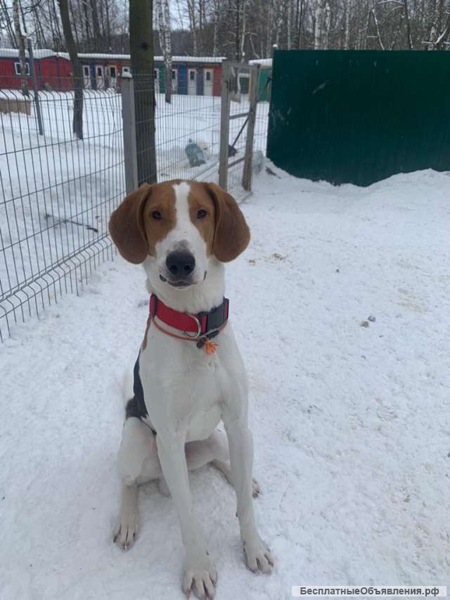 Красавец пёс метис в добрые руки