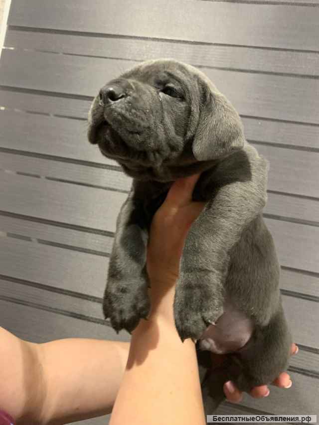 Щенки Итальянского Кане Корсо