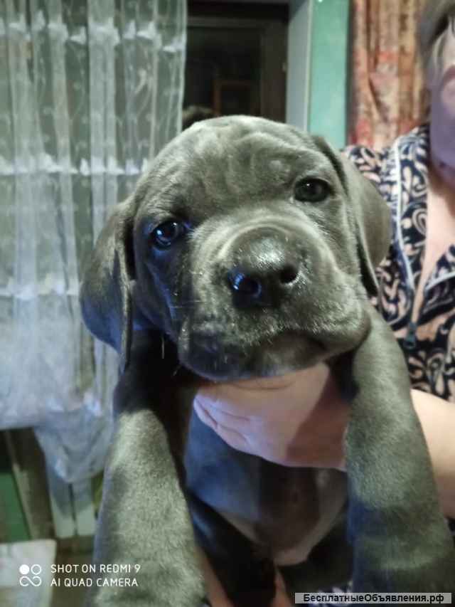 Щенки Итальянского Кане Корсо