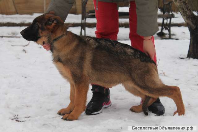 Шикарная подрощенная девочка зонарного окраса