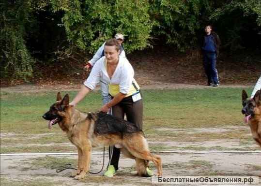 Шикарная подрощенная девочка зонарного окраса