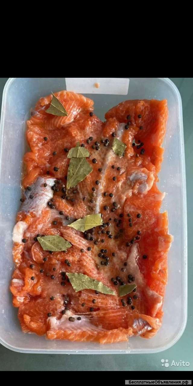 Форель радужная охлажденная р. Енисей