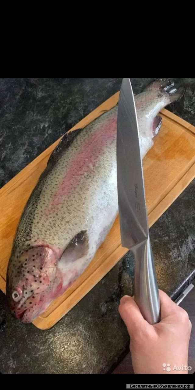 Форель радужная охлажденная р. Енисей