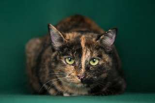 Трехцветная красавица кошка Шакти в добрые руки