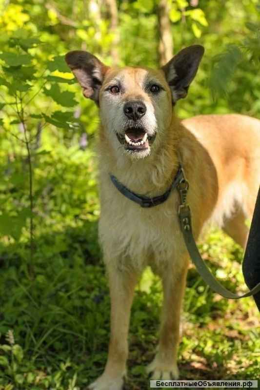 Я Вас очень прошу, подарите Хутчу дом