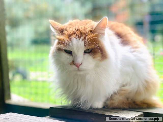 Очаровательный котик Маркиз в добрые руки