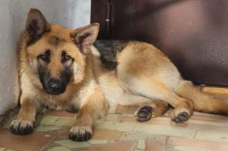 Ищем надежный дом для Сэма - Ральфа