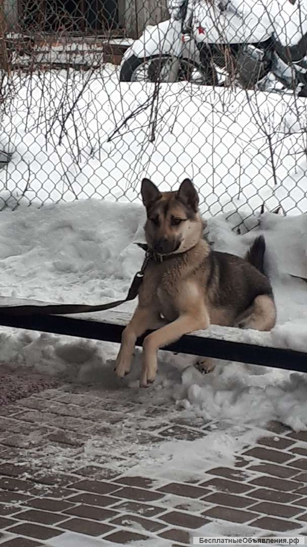 Молодая, ласковая собака Ника ищет дом