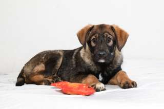 Забавный щенок Платоша в добрые руки