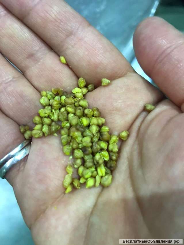 Чай гречишный семечка в Москве по оптовой цене