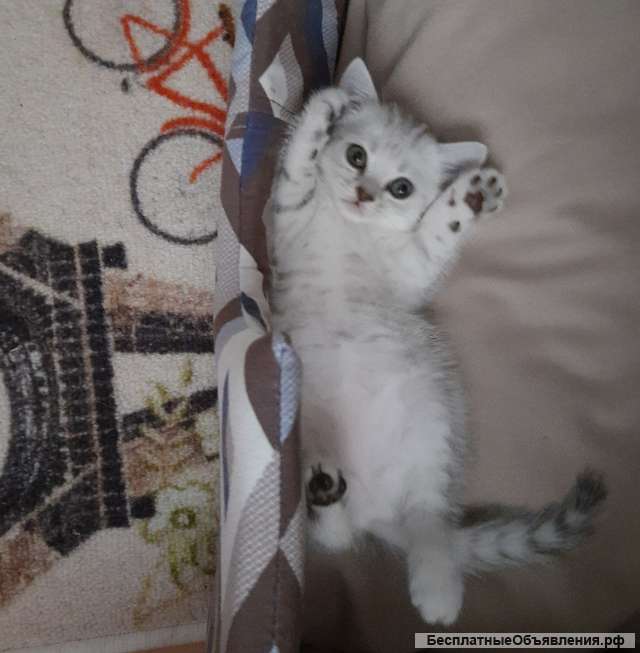 Шотландские котята