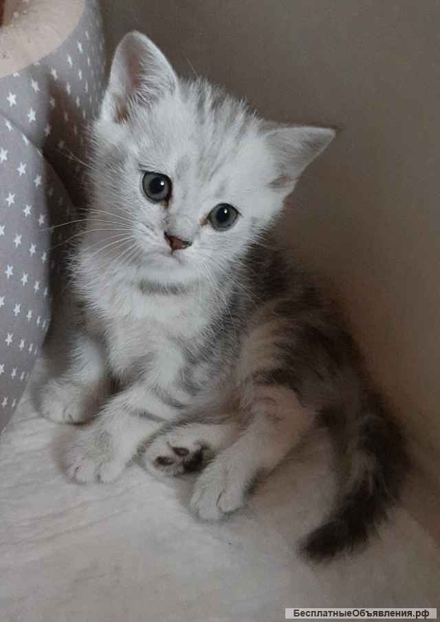 Шотландские котята