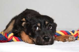 Дружелюбная и общительная щенок Малышка в добрые руки