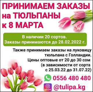 Тюльпаны оптом в Бишкеке. Принимаем заказы к 8 марта.