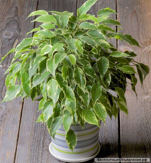 Комнатные и садовые растения