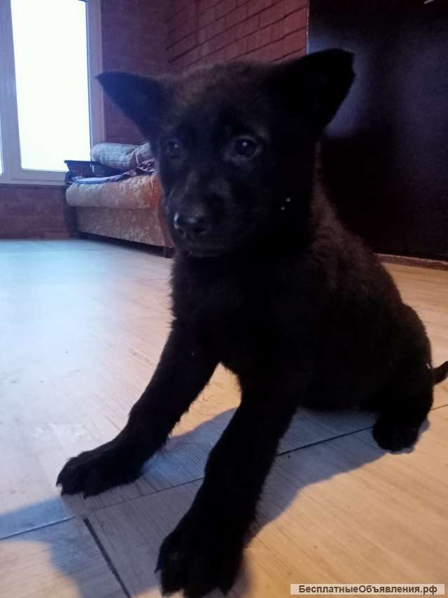 Щенки немецкой овчарки