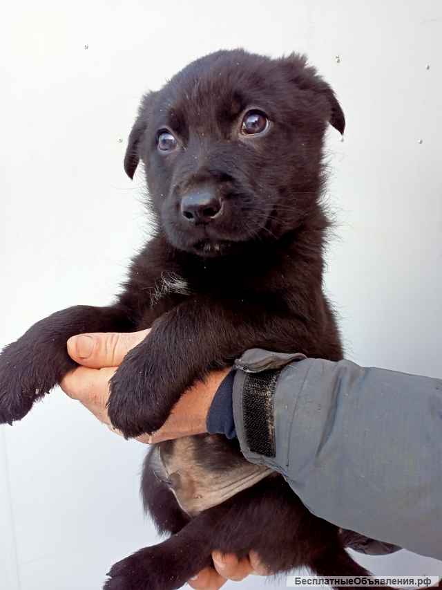 Щенки немецкой овчарки