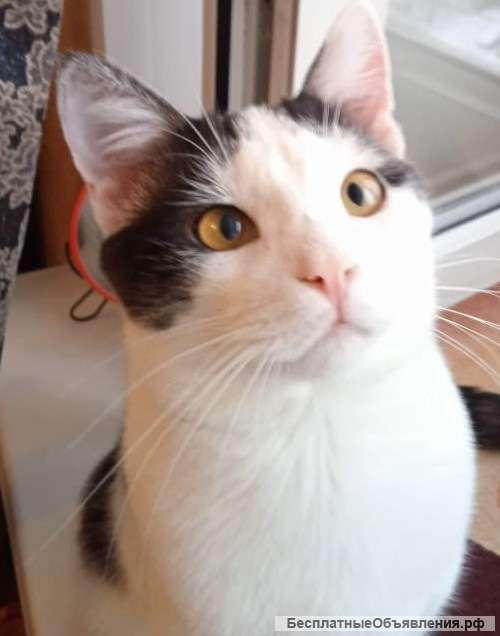 Мартин - супер кот