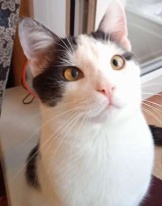 Мартин - супер кот