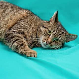 Кот Трофим очень хочет быть домашним котом