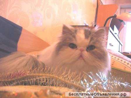 Кошка ждет вас