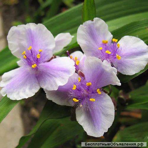 Традесканция Bilberry Ice (Билберри Айс)