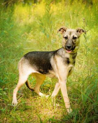 Маленькая собака из приюта в добрые руки