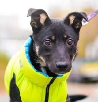 Милашка Рокси в поисках семьи