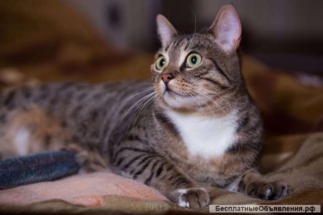 Хозяйственная кошка Мишель в добрые руки