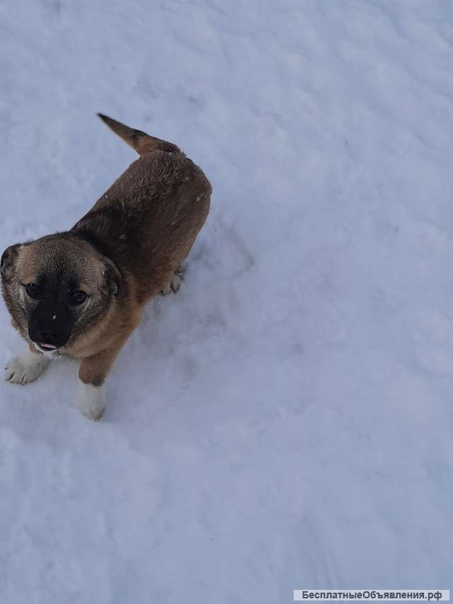 Собака в добрые руки Щенок