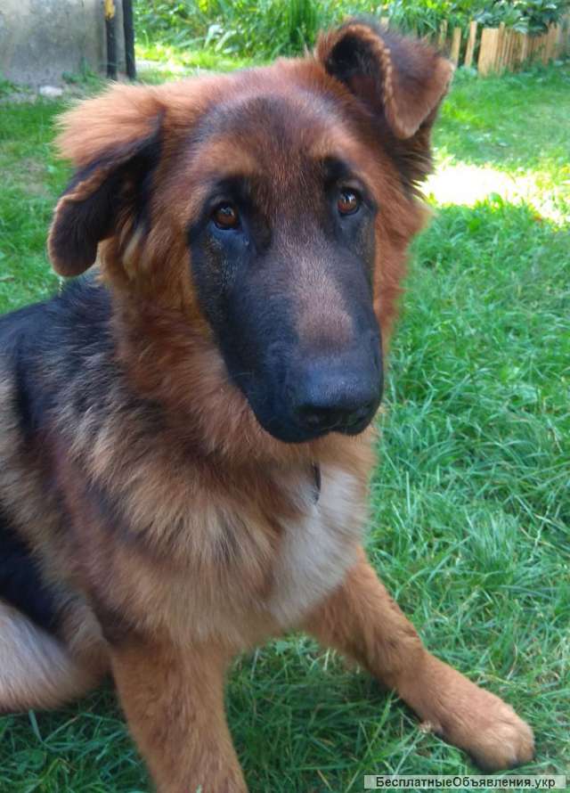 Ушные вставки для постава ушей у собак