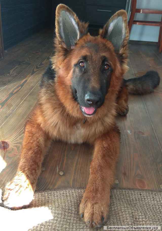 Ушные вставки для постава ушей у собак