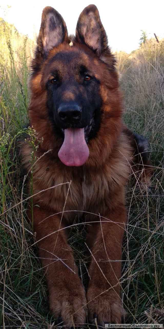 Ушные вставки для постава ушей у собак