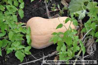 Тыква сорт "Матильда" оптом. Доставка