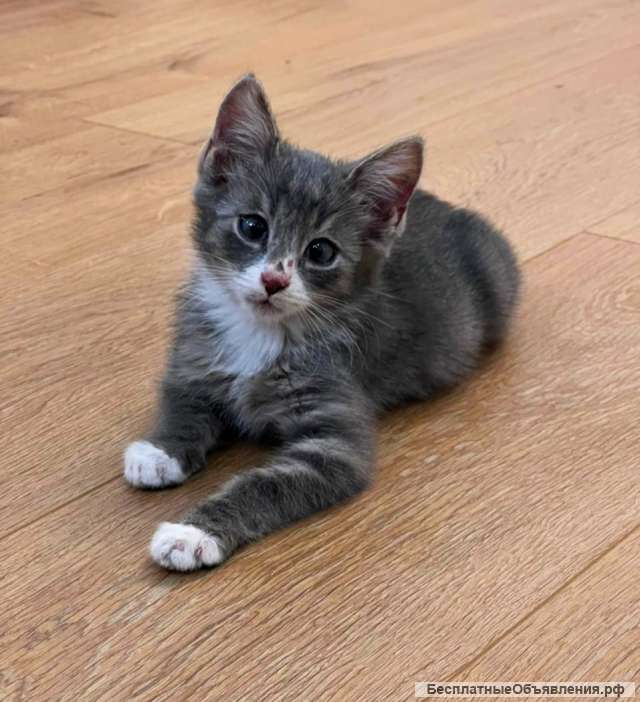 Котенок в дар